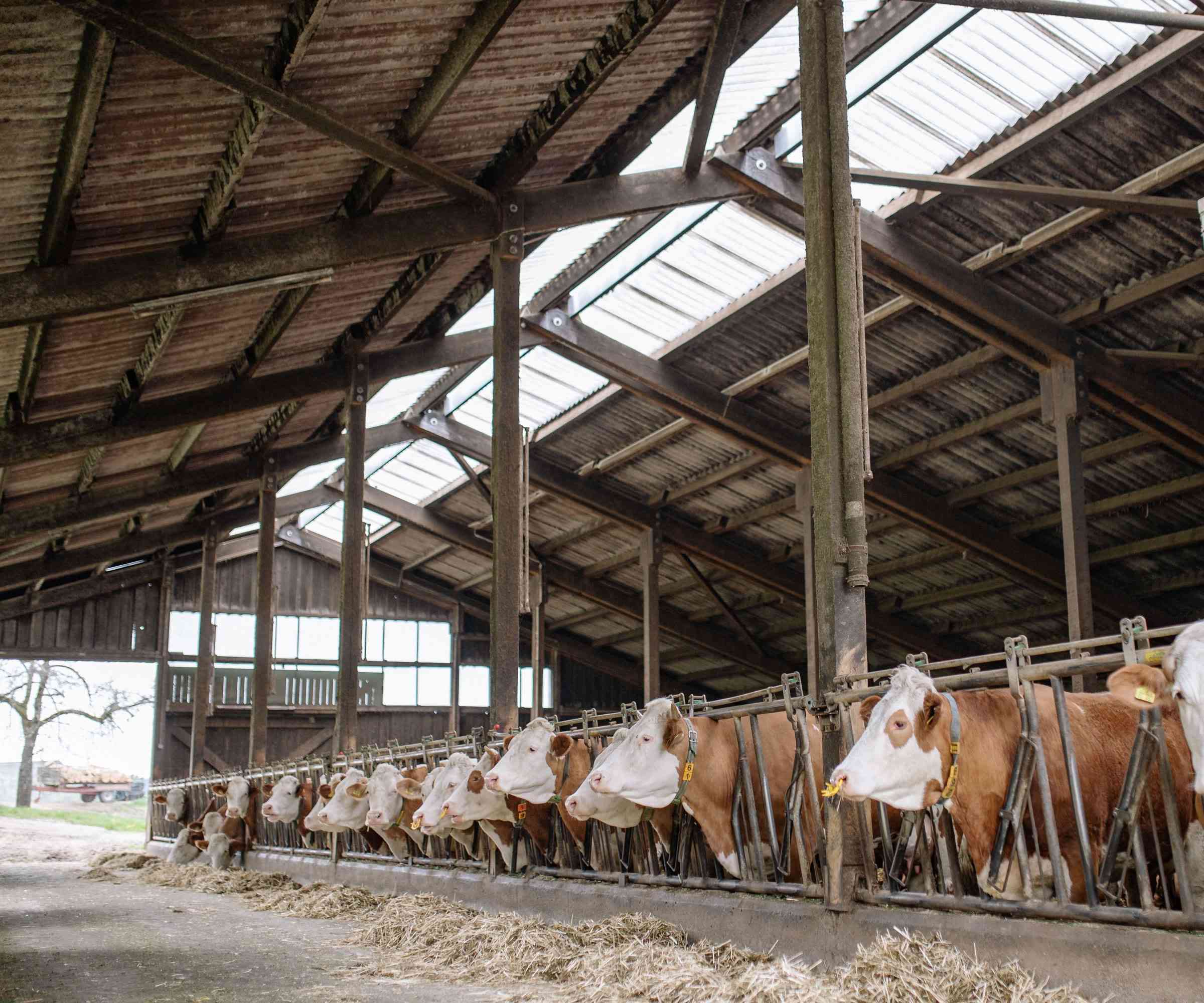 Simmental beef cattle eating at a long feed barrier along a straw-lined feed alley in a cattle barn