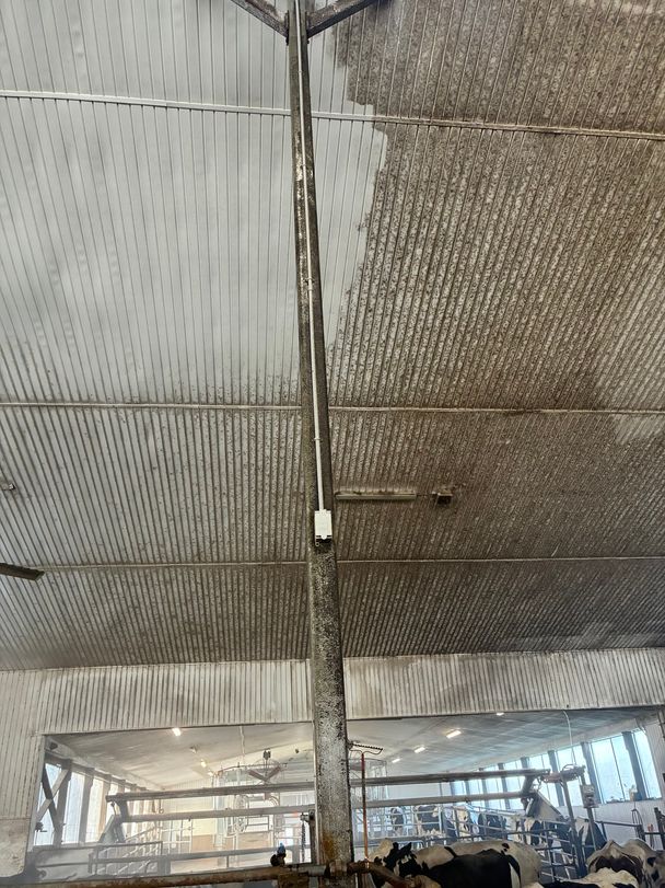 Half-washed dairy barn ceiling: clean white steel liner beside panels still covered in dark fly-speck grime