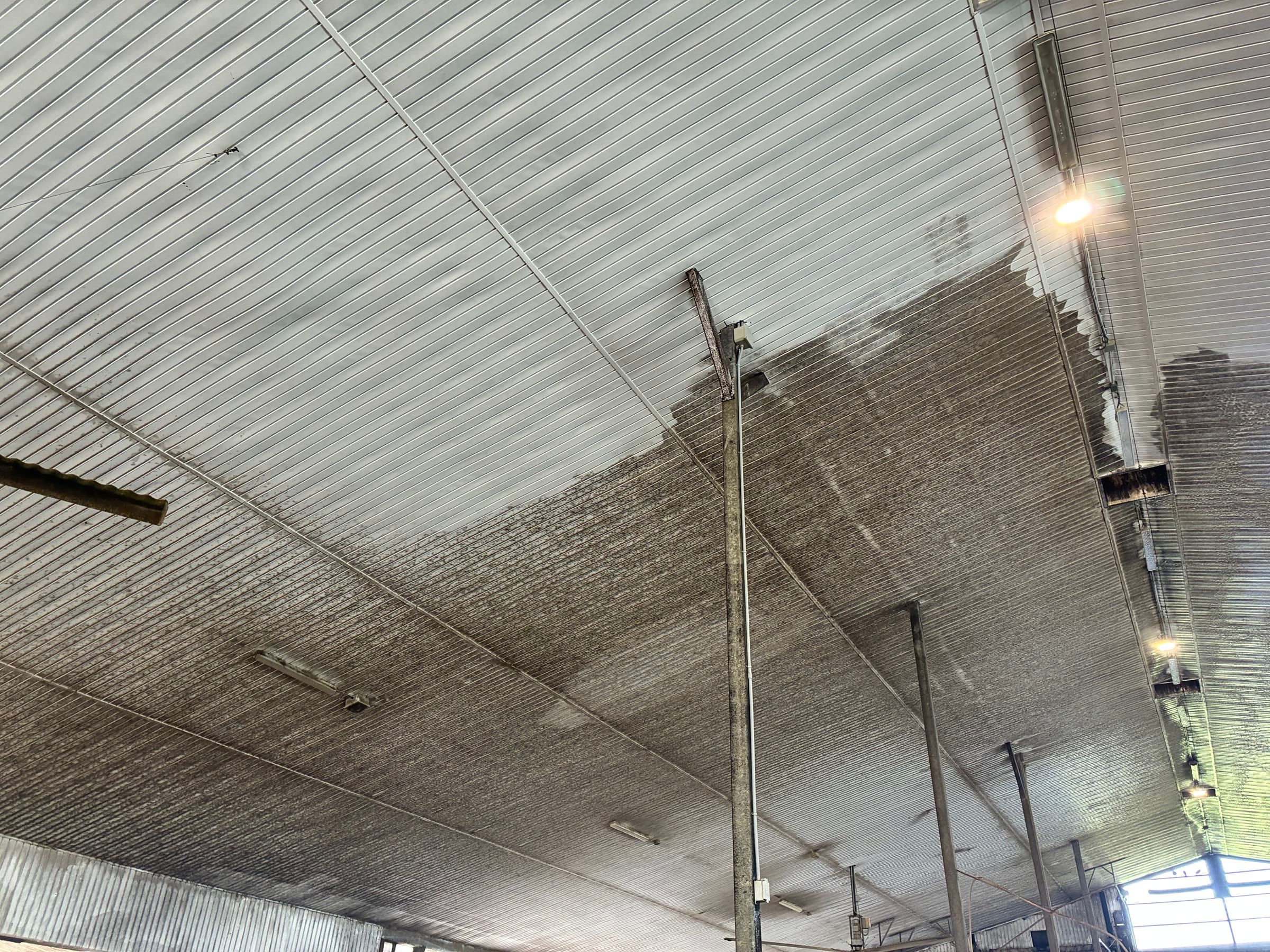 Dairy barn ceiling mid-wash with a sharp line between clean white liner panels and dark grime-covered panels