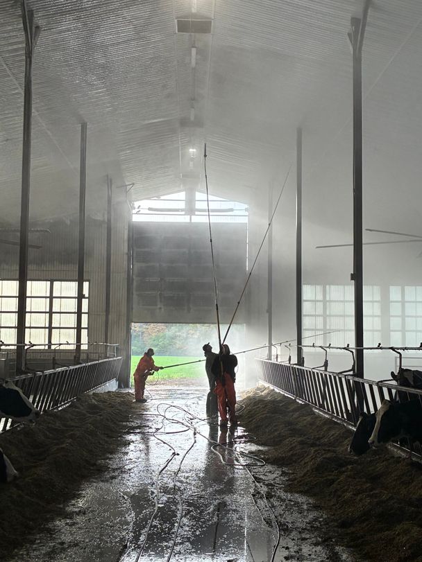 Crew in orange rain gear wash a dairy barn ceiling with long wands as Holstein cows feed along a misty, sunlit alley