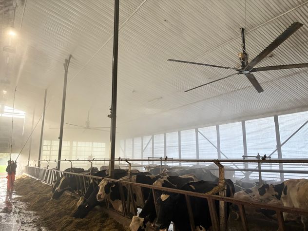 Holstein cows eat at the feed barrier while a crew member pressure-washes the dairy barn ceiling with a long wand