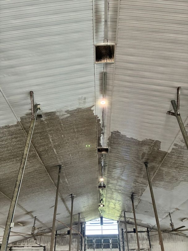 Dairy barn ceiling half-washed, bright white steel liner up front and dust-brown panels toward the far gable