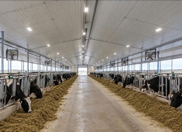 Holstein cows eating along both feed alleys of a long, bright freestall dairy barn