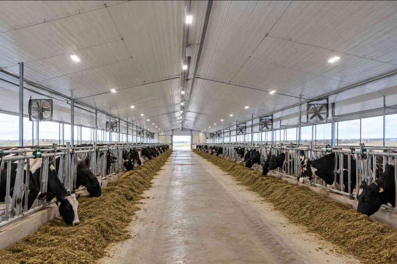 Holstein cows eating along both feed alleys of a long, bright freestall dairy barn