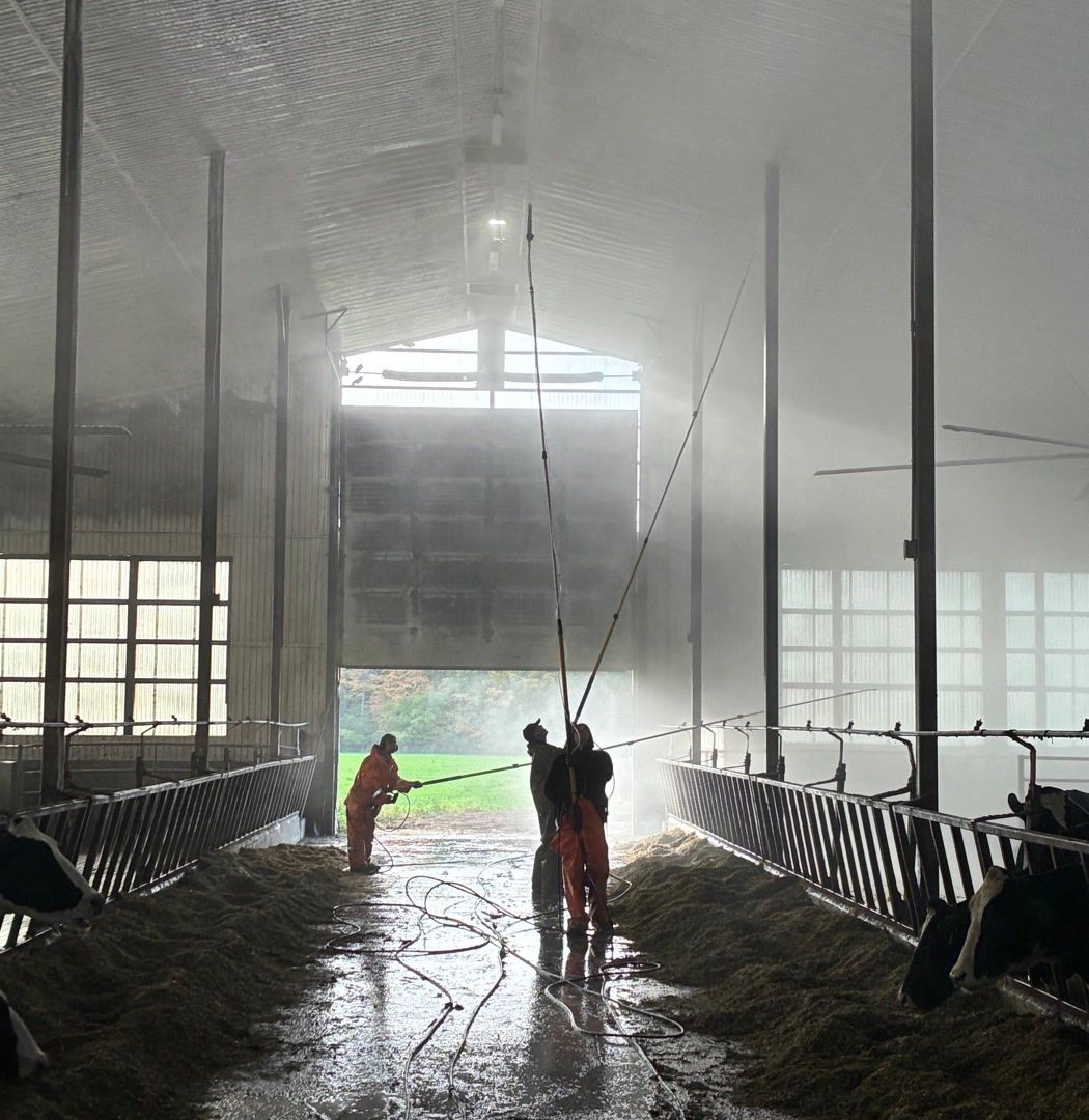 Crew with long wands washing a dairy barn ceiling from the feed alley, Holsteins at the headlocks