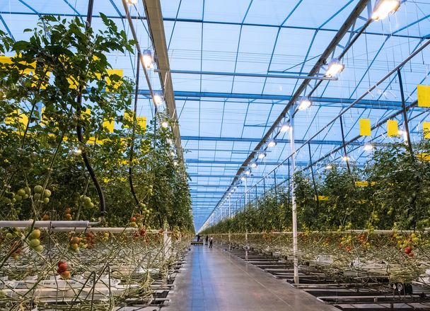 A long concrete aisle between rows of tomato plants on high wires, under the glass roof of a large greenhouse