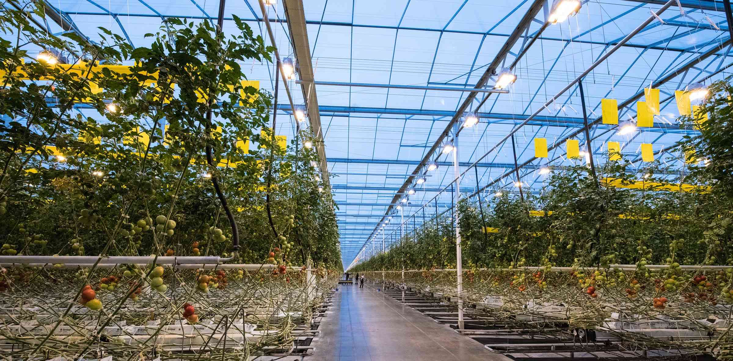 A long concrete aisle between rows of tomato plants on high wires, under the glass roof of a large greenhouse