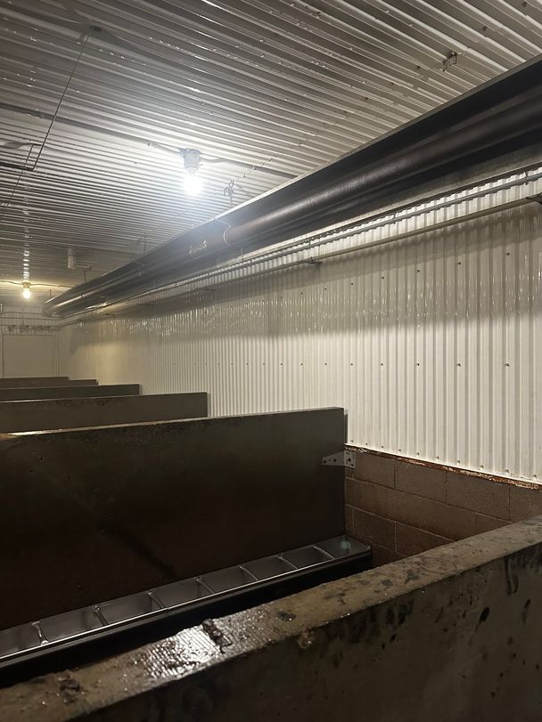 Hog barn pen row mid-wash: white steel liner walls rinsed bright above concrete partitions and a stainless trough feeder