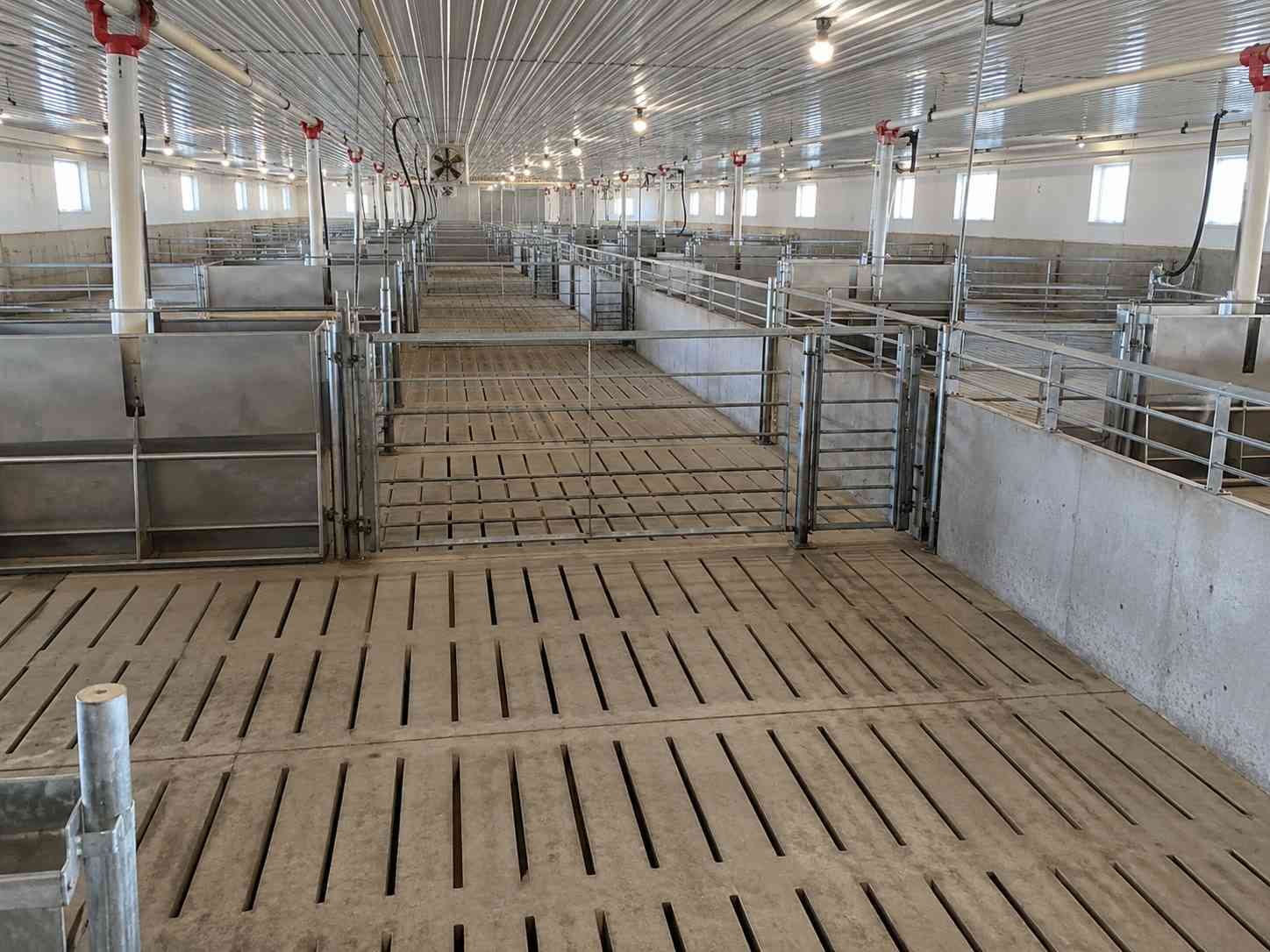 An empty hog barn room with steel pen gates and slatted floors