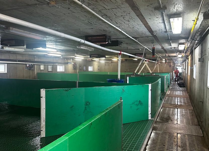 A hog nursery room mid-wash, hoses running down the slatted alley to a crew member at the far end