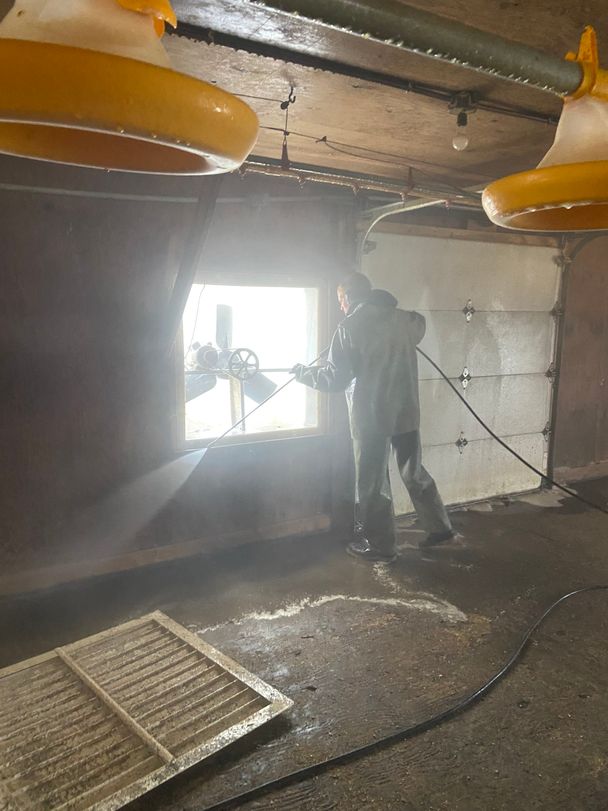 Crew member pressure washing around a barn exhaust fan in a wood-frame poultry barn, yellow pan feeders overhead