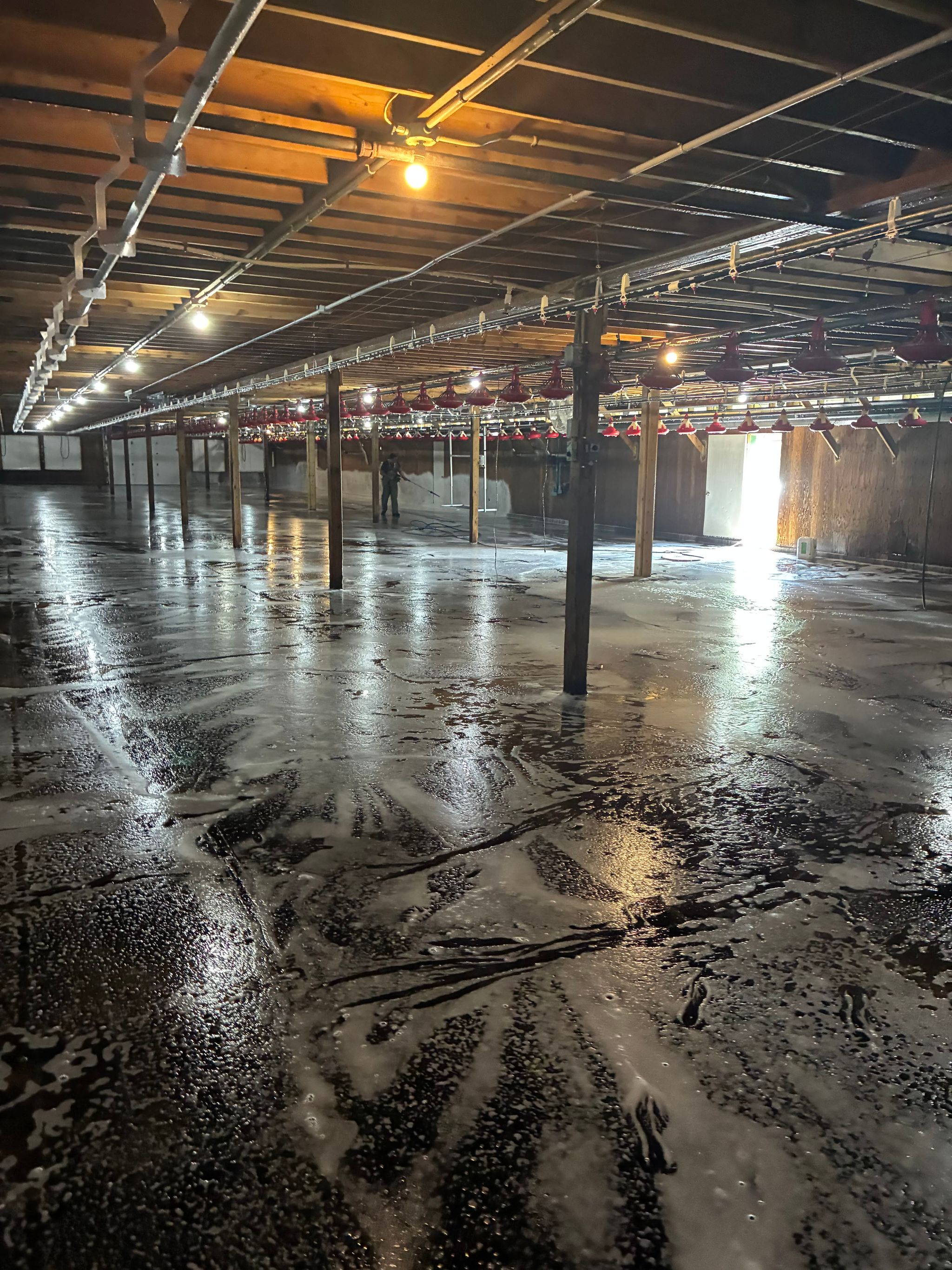 A poultry barn mid-wash, foam on the wet floor under the raised feeder lines and a crew member at the far wall