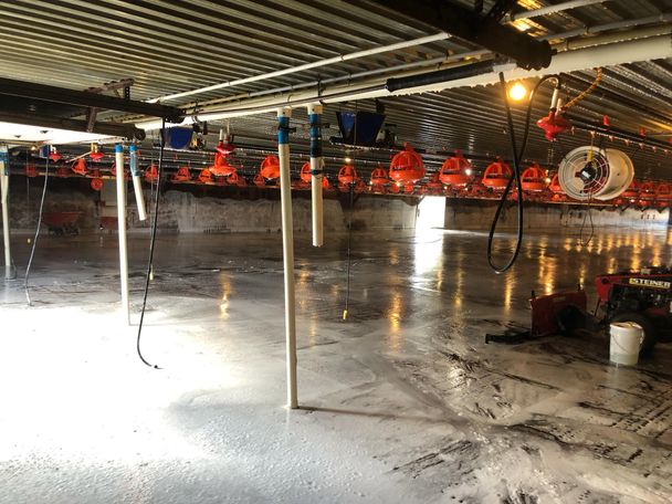 Poultry barn mid-wash with foam across the floor and orange pan feeders winched up to the steel ceiling