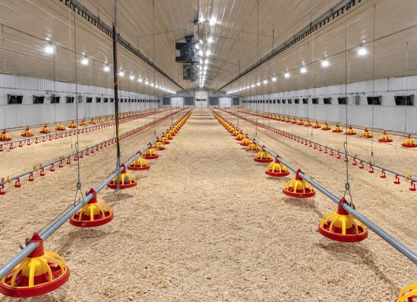An empty, bedded poultry barn with rows of red and yellow pan feeders and drinker lines