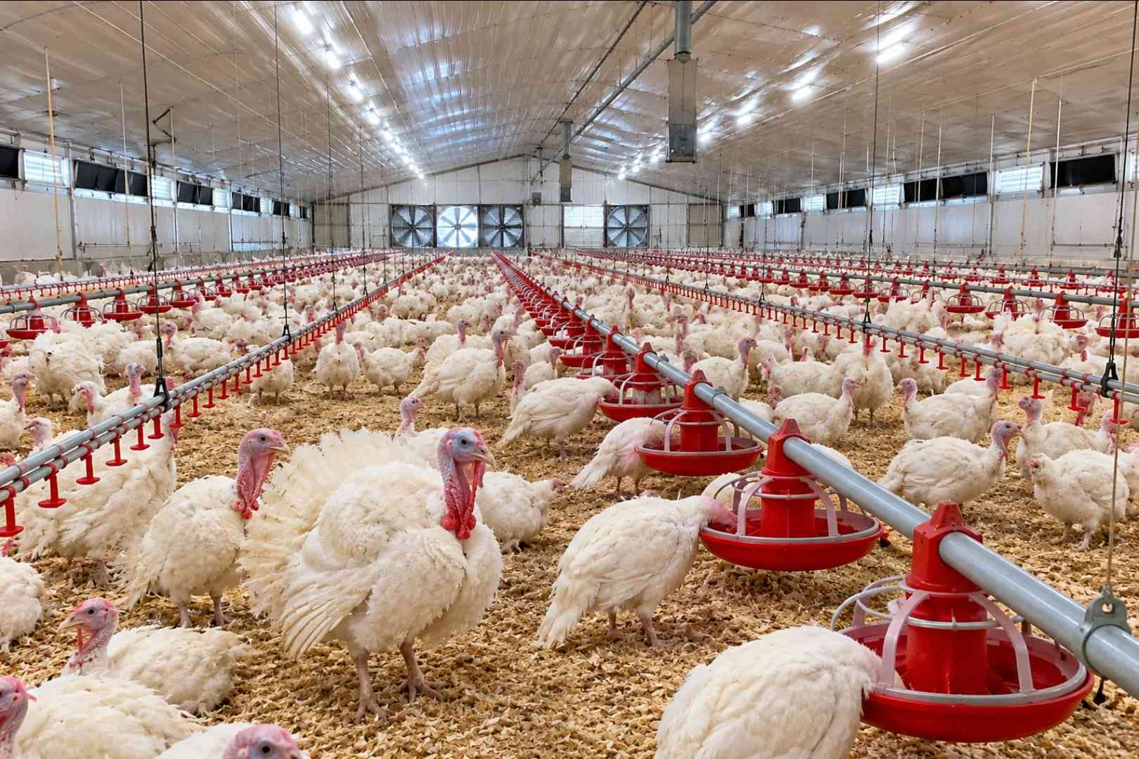 White turkeys around red pan feeders in a long, bright poultry barn