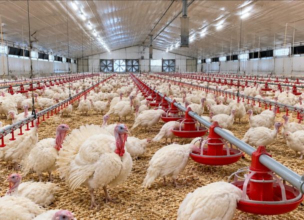 White turkeys around red pan feeders in a long, bright poultry barn