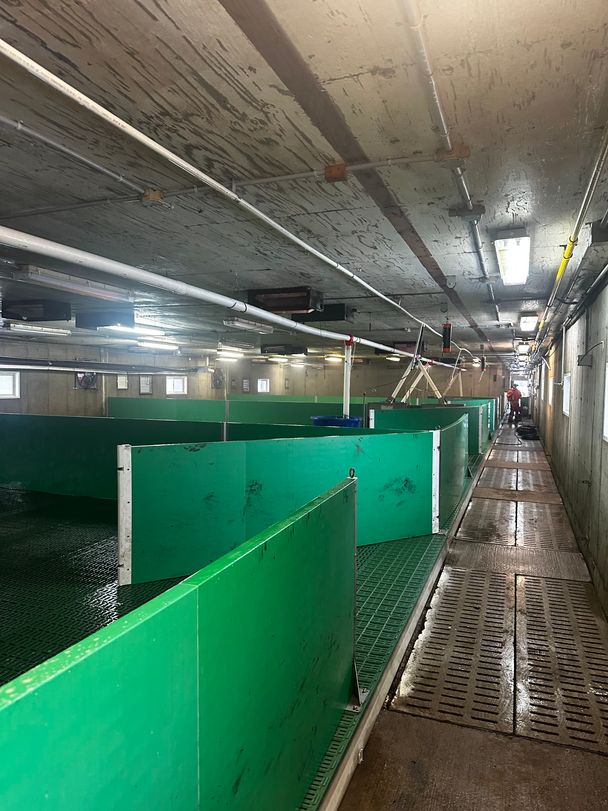 Pressure washing a swine nursery: green PVC pens, wet slatted alley and a crew member in red hi-vis at the far end