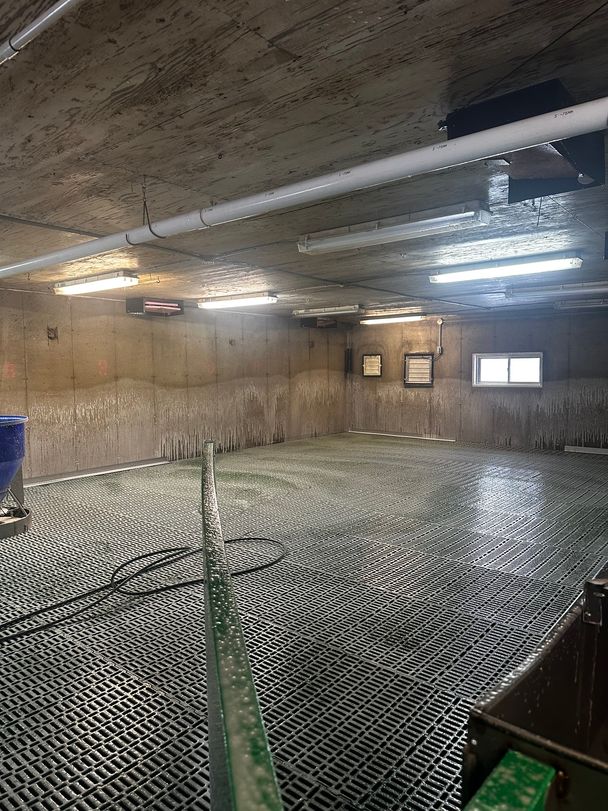 Swine nursery room being washed: wet plastic slatted floor, coiled pressure hose and streaked concrete walls